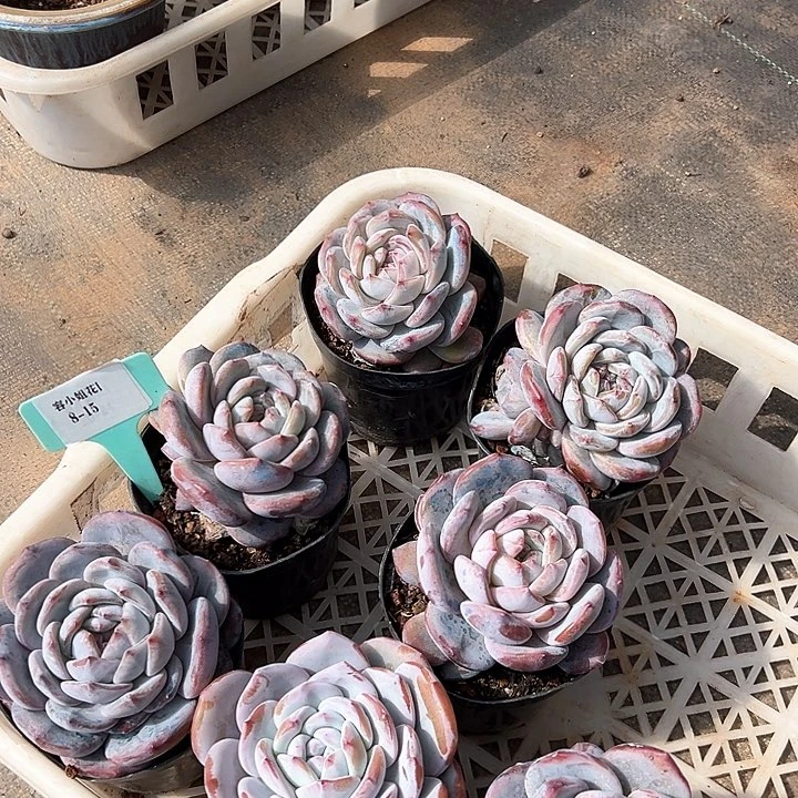 8.15奶盖一个脱土量