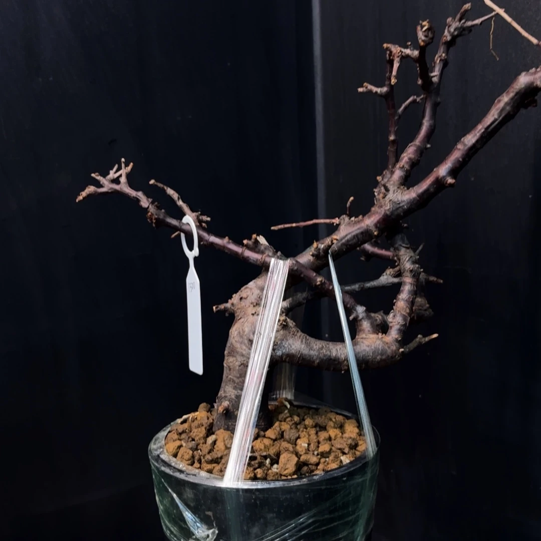 勃然恩斯产地带盆