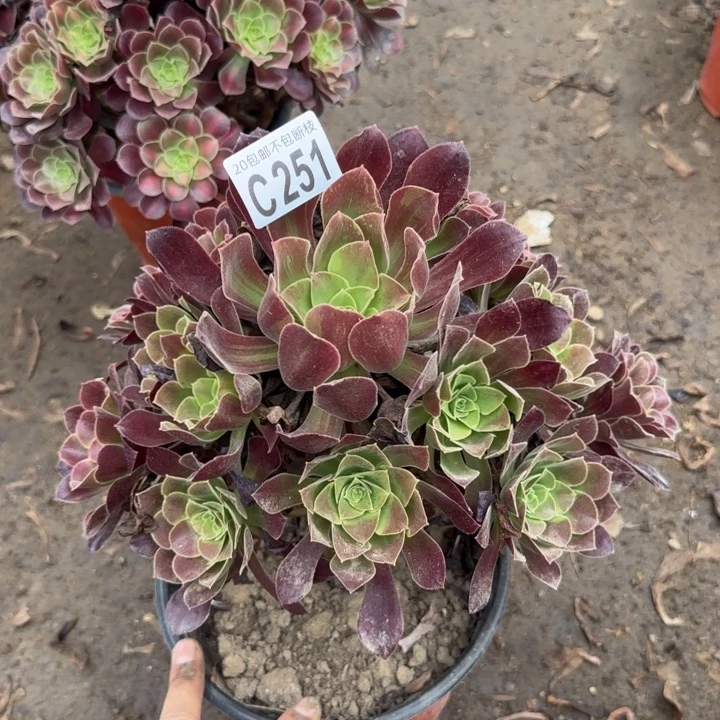 欧诺拉……多肉植物……