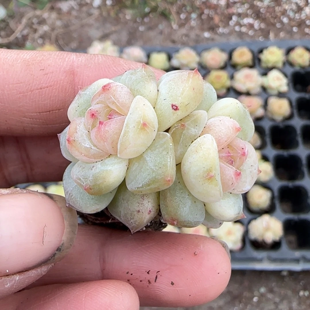 多肉小卡拉米糖心一物一拍