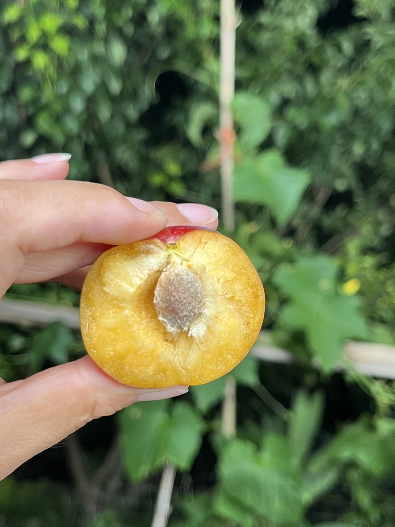 【顺丰包邮】四川苍溪黑蜂糖李子