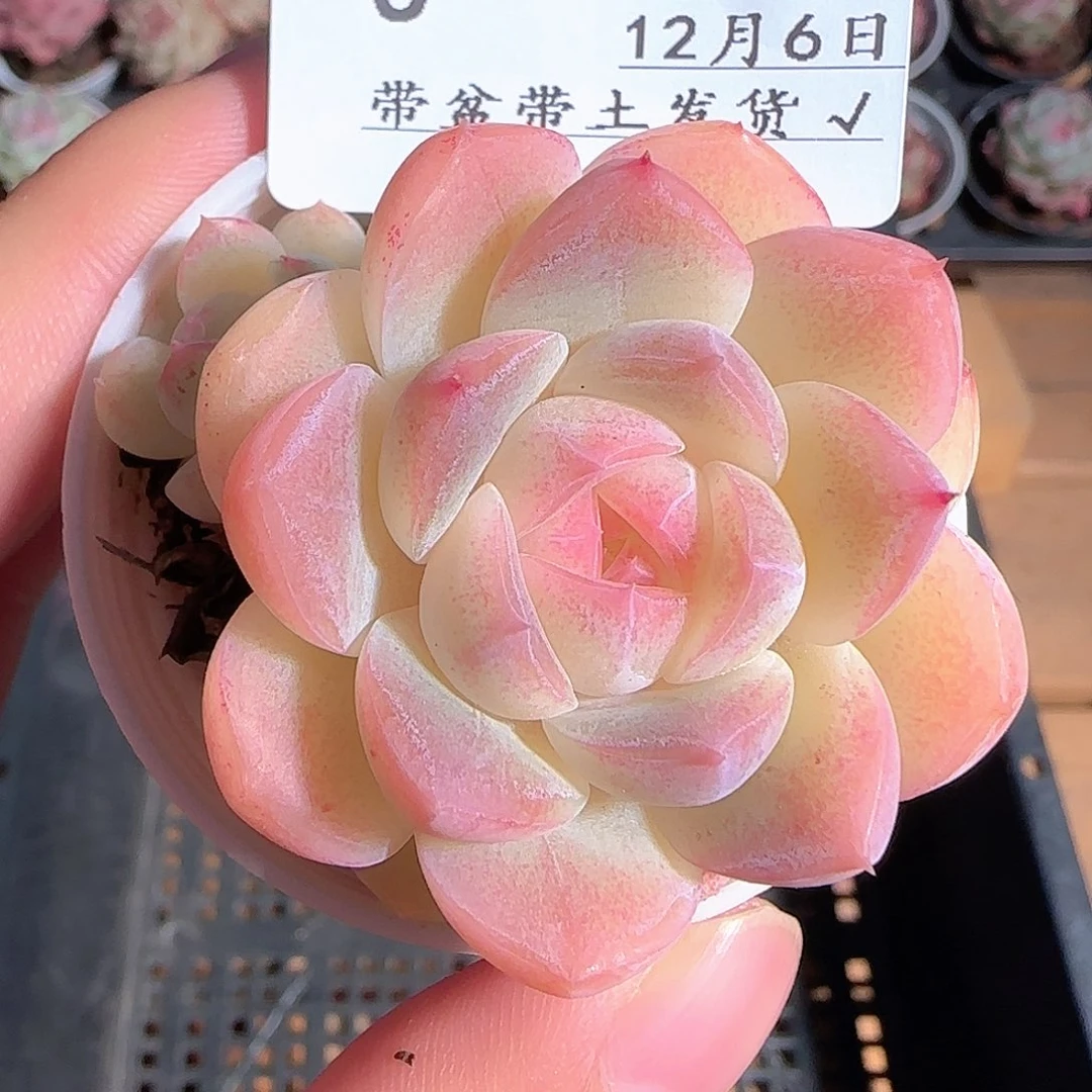多肉1206-05白桃汽水