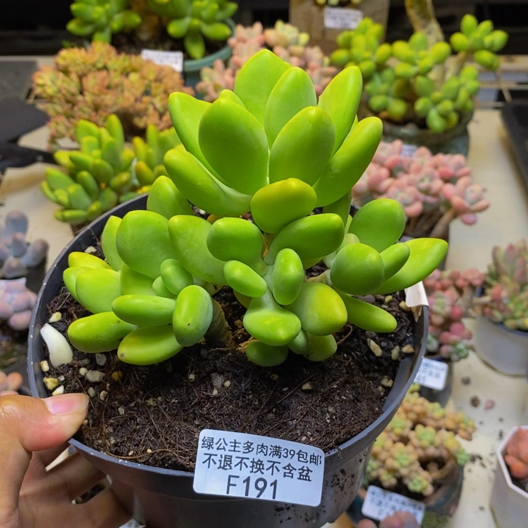 191金蟾芒果奶多肉10cm