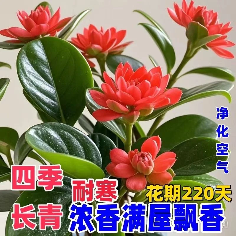 【热销100W】新品碧玉花卉绿植四季开花室内植物好养活的绿植