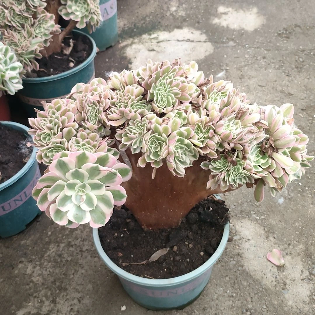 多肉法师锦女巫法师缀化