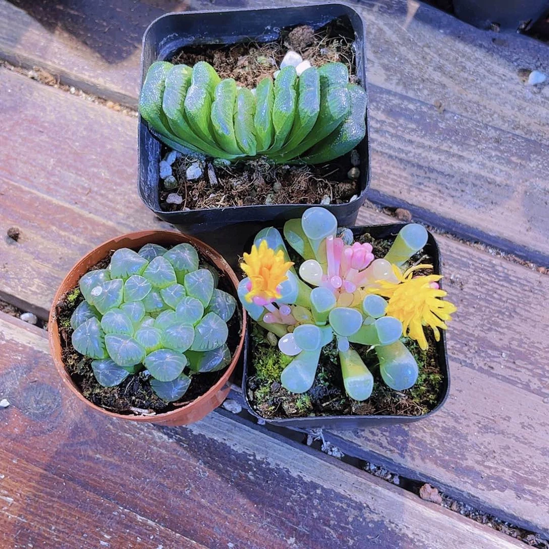 玉扇。五十铃锦。姬雨露