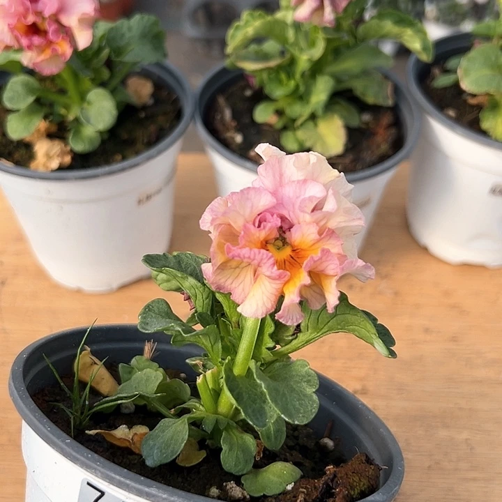 红陶抖音直播闪拍74