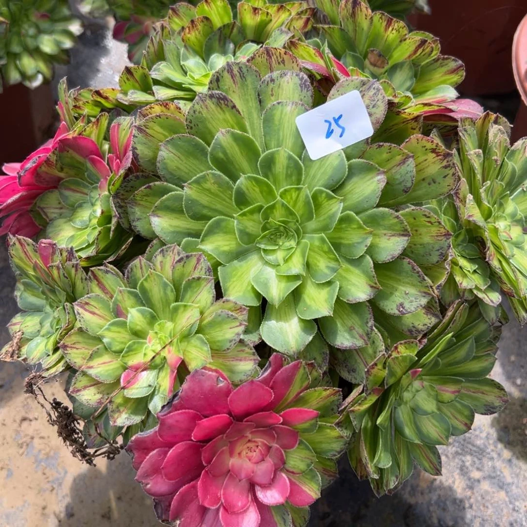 25知否多肉植物多肉