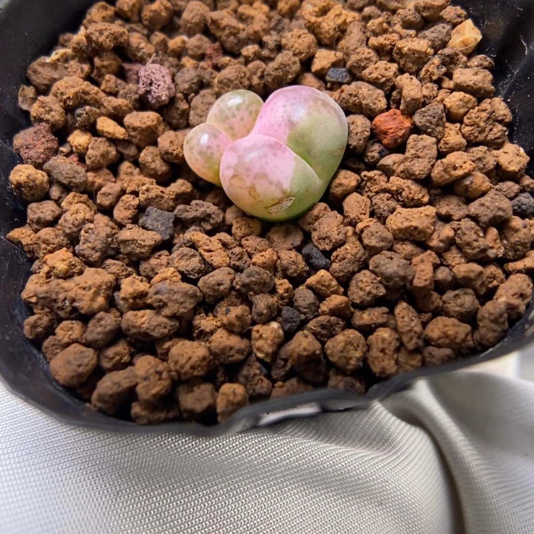 多肉植物肉锥杂交K-2786