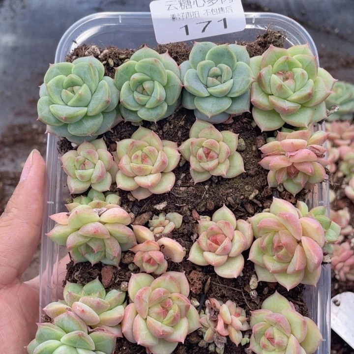 云糖心多肉植物171
