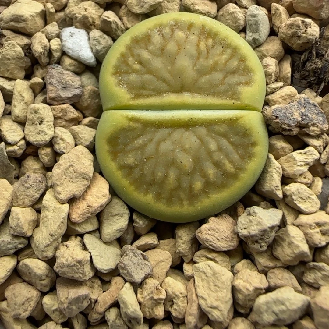 014 生石花大棚直播