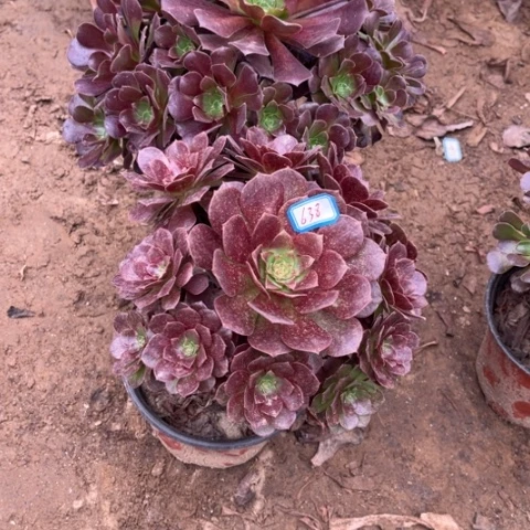 638多肉植物组合，