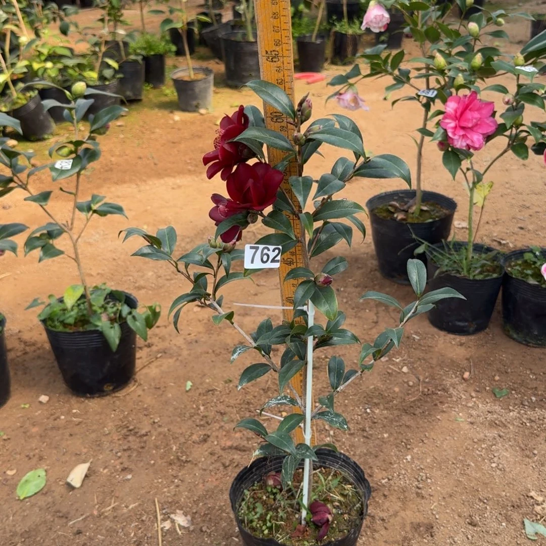 少量花朵（建议范围：2朵-5朵 或40%以下）762黑骑士