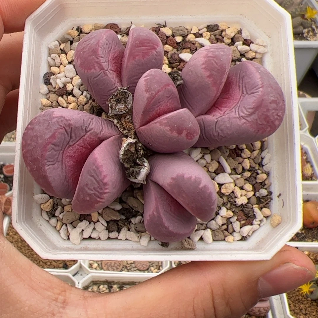 0406号红大内 多肉植物