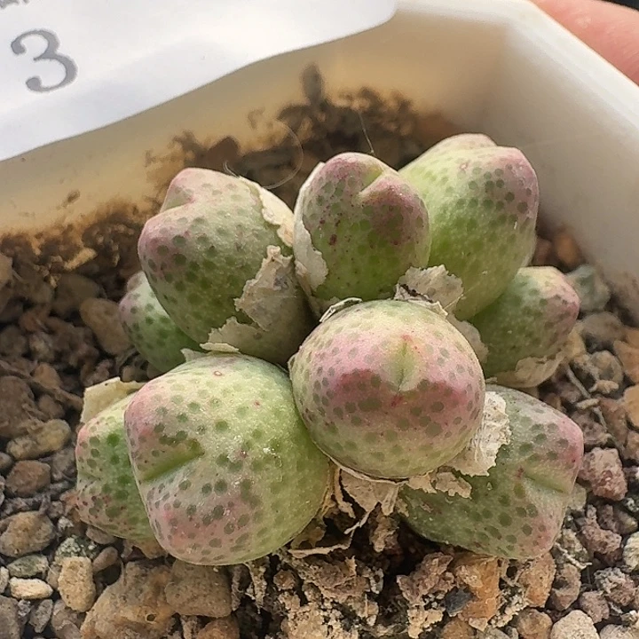 3 草莓斑马肉锥。