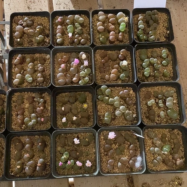 27343。     一盒风铃带盒发。