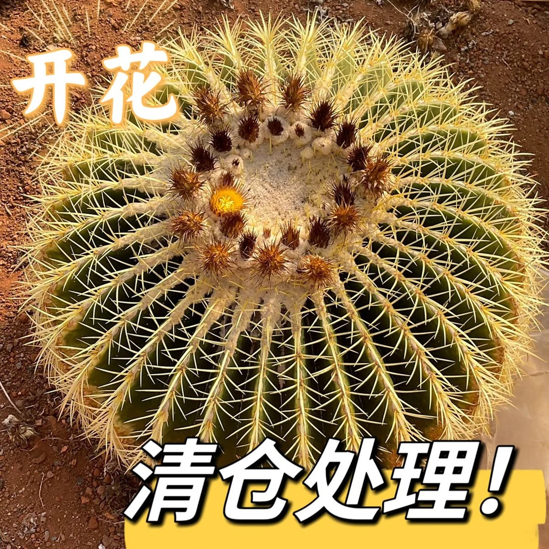 金琥仙人球直播专属小中号带剌22厘米左右