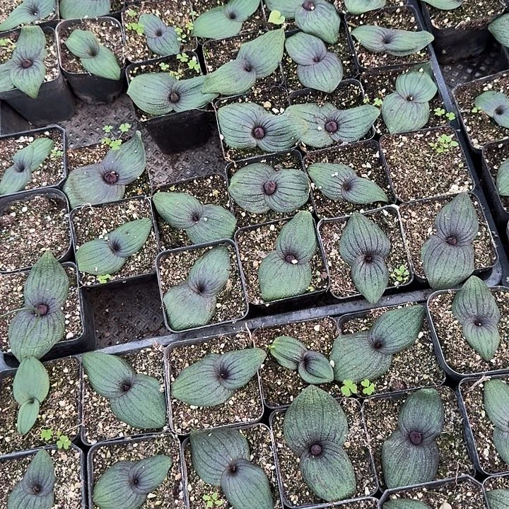 999紫镜带花苞一个随机带盆发货