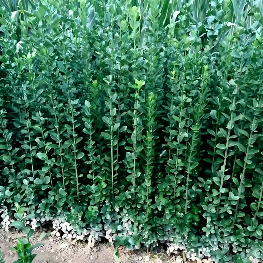 北海道黄杨苗篱笆耐寒围墙四季常青植物庭院大叶冬青绿篱树苗长青
