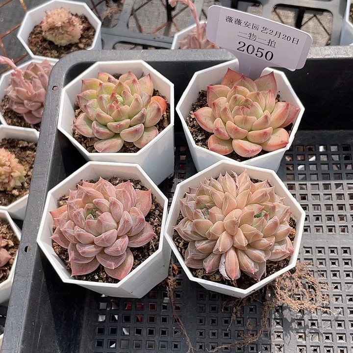 薇薇安园艺多肉2050