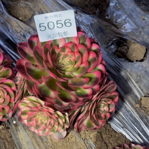 荔枝多肉多肉5056