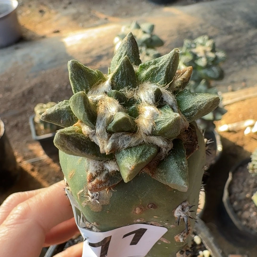 【闪购商品】龙角牡丹511