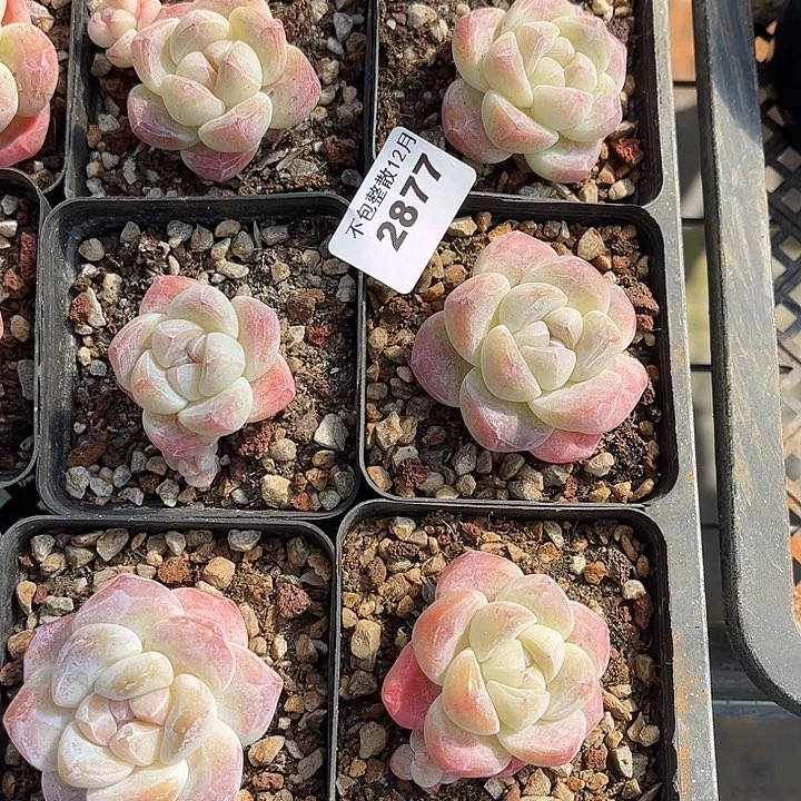 阿雅园艺。      2877六颗