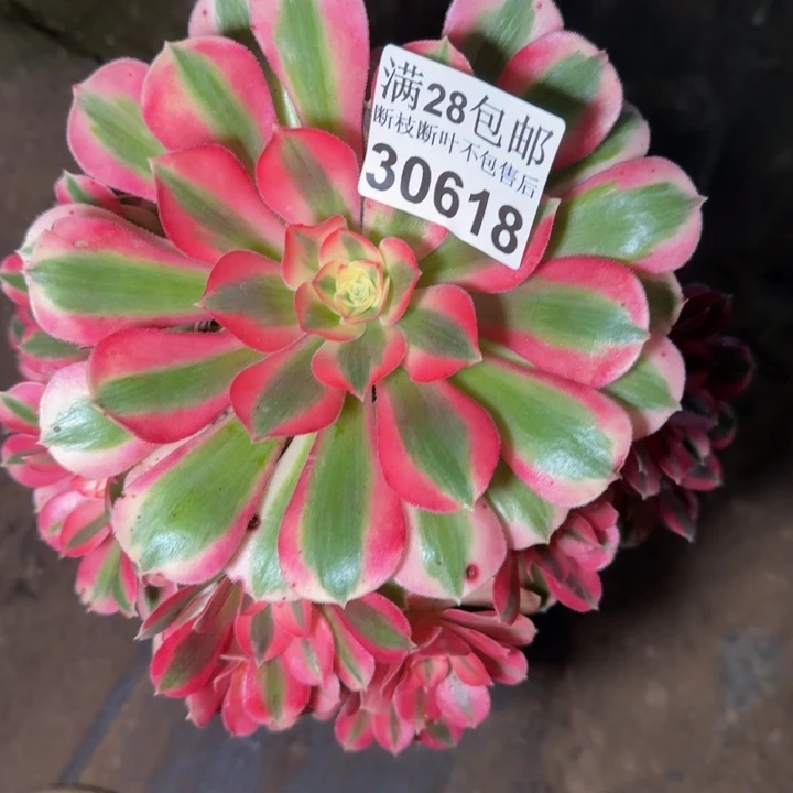 30618女巫多肉植物