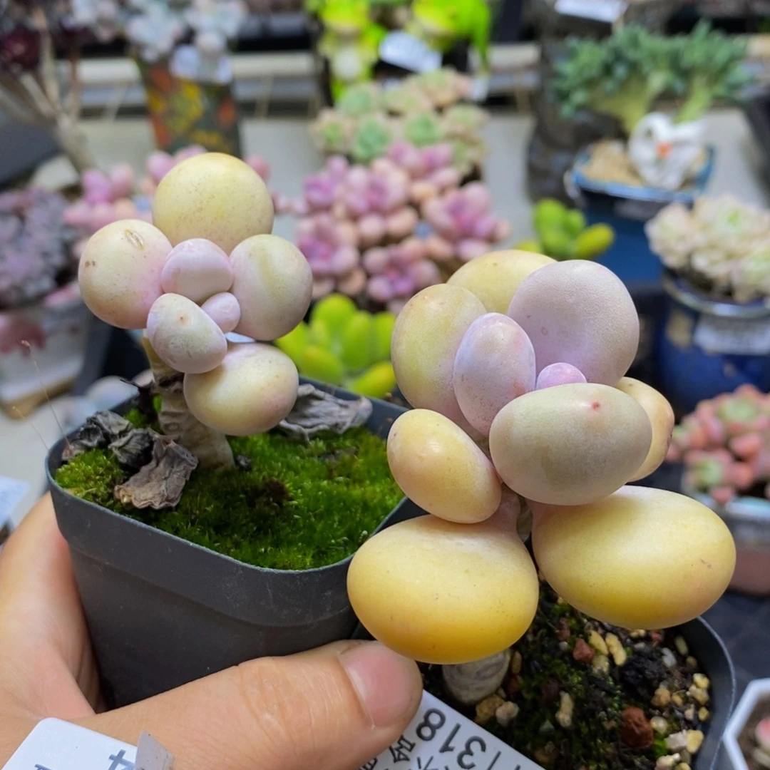 318 蛋黄奶两颗有砍