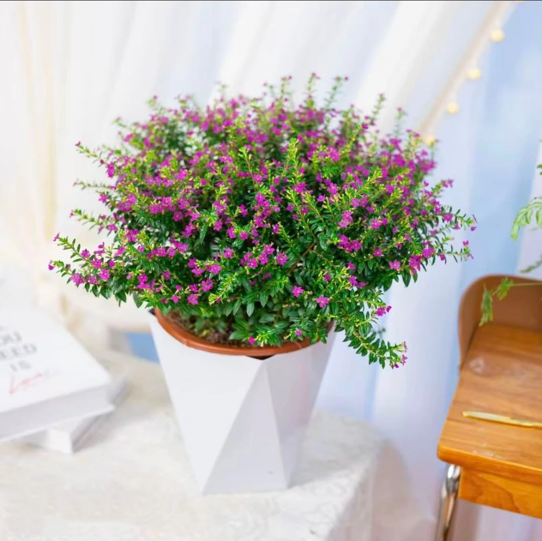 满天星盆栽带花苞四季开花室内盆栽花卉绿植物懒人好养盆景