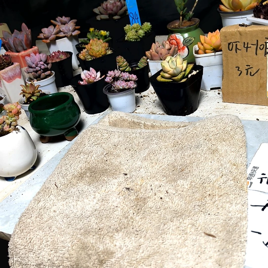 萌*娜满6元包邮，香水兰俩颗，大大大