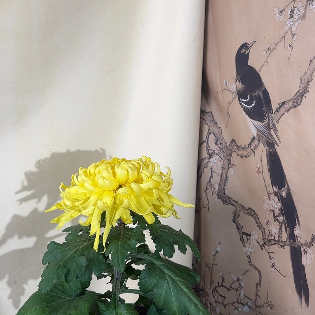 全部花朵Q99999999