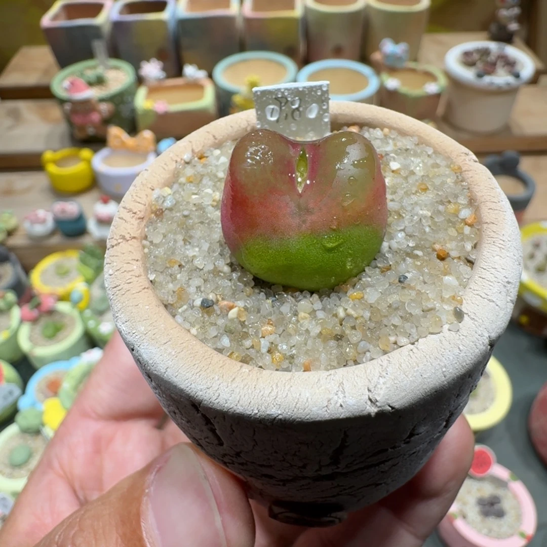 蘑菇1579毛汉尼多肉植物