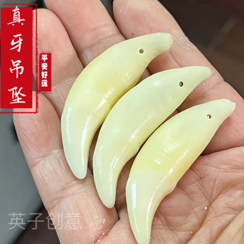 精选5.3厘米左右黑狗牙饰品男女款藏獒牙