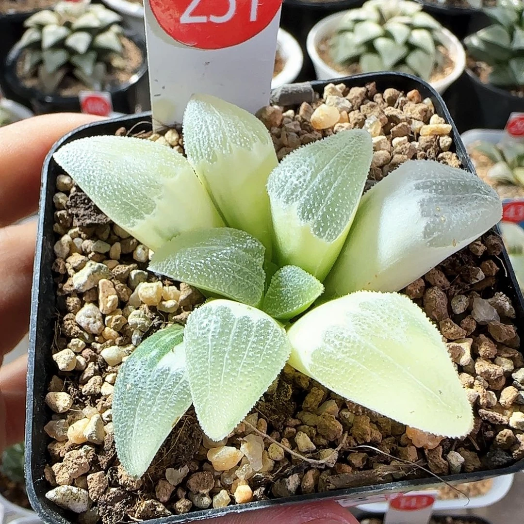 231号蓝光磨面锦一物一拍带盆土