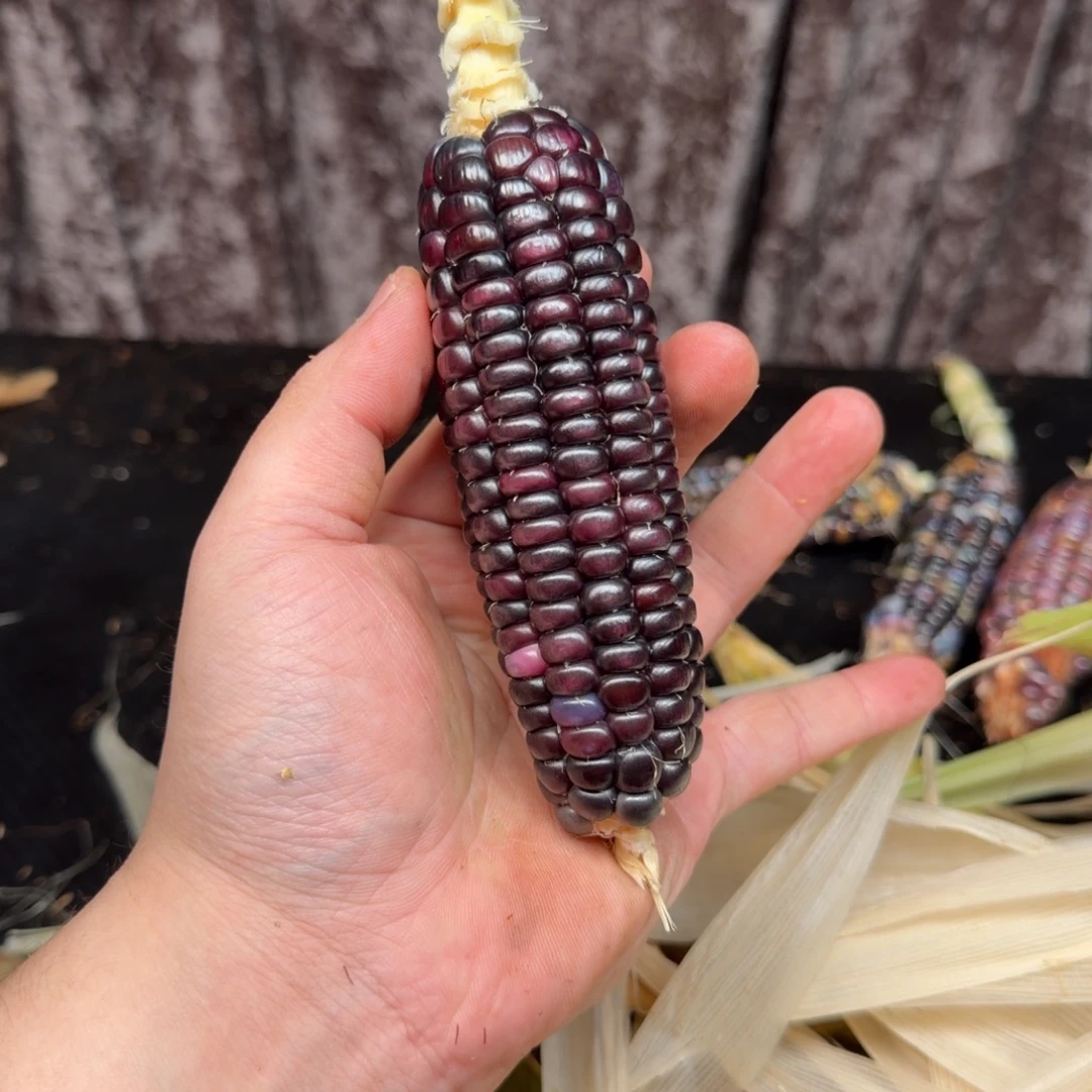 h***i吊坠柏香籽/百香籽