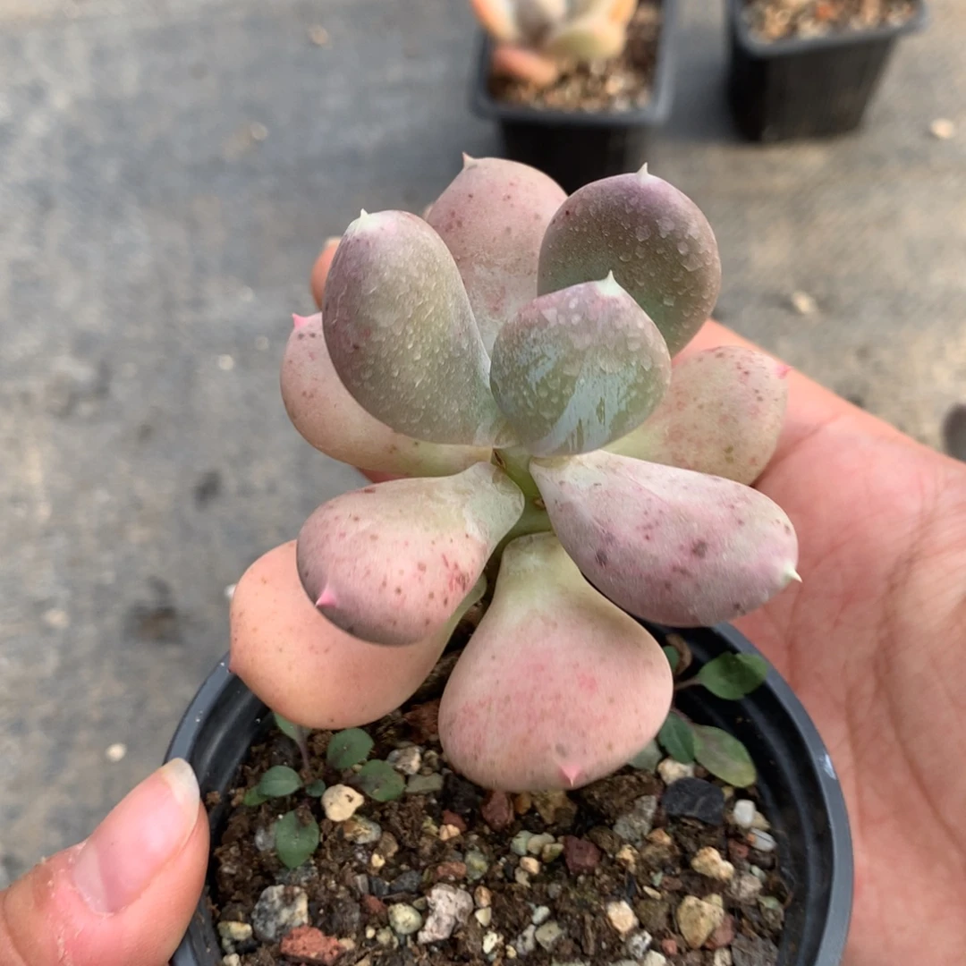 小屁桃多肉植物哈哈