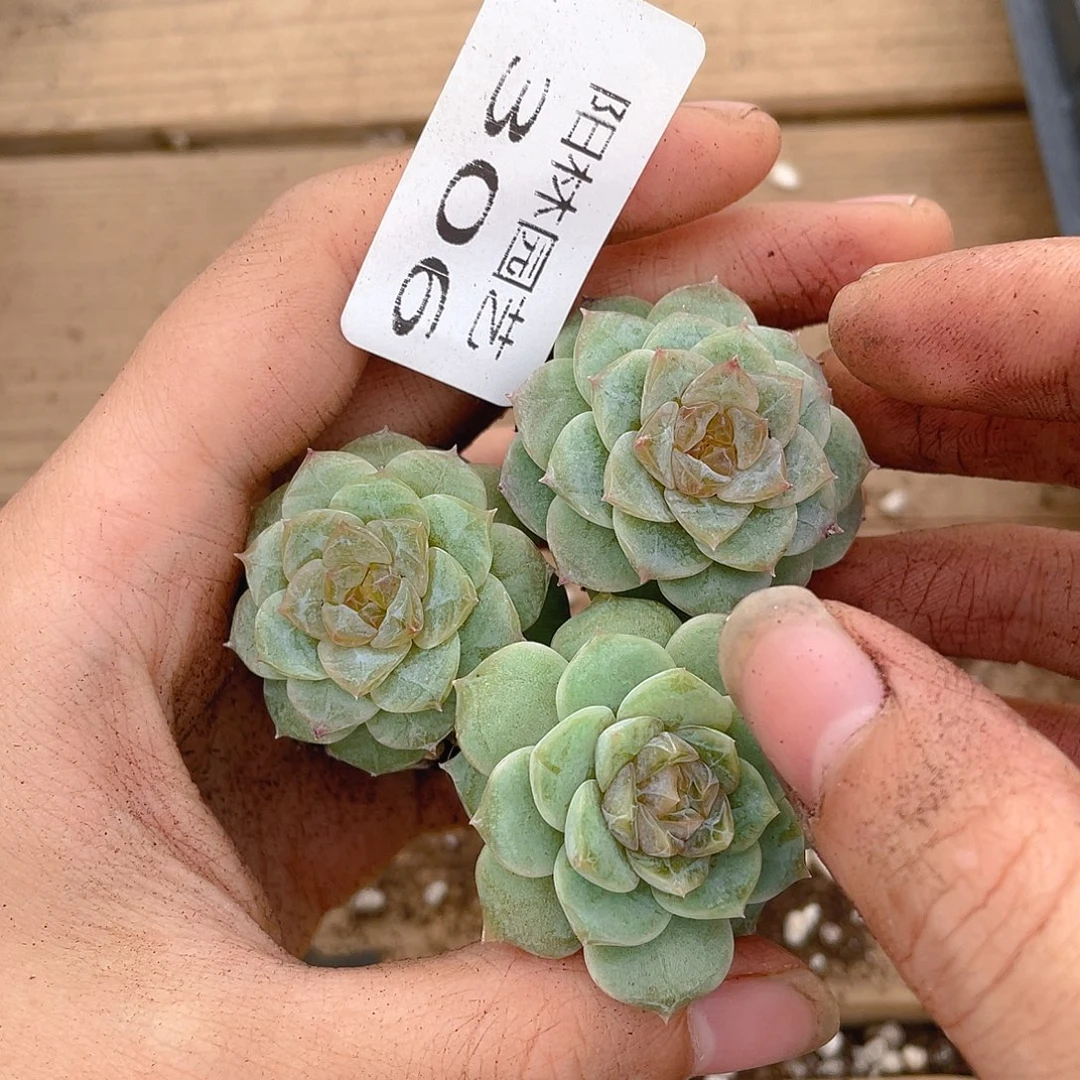 多肉植物多肉植物306