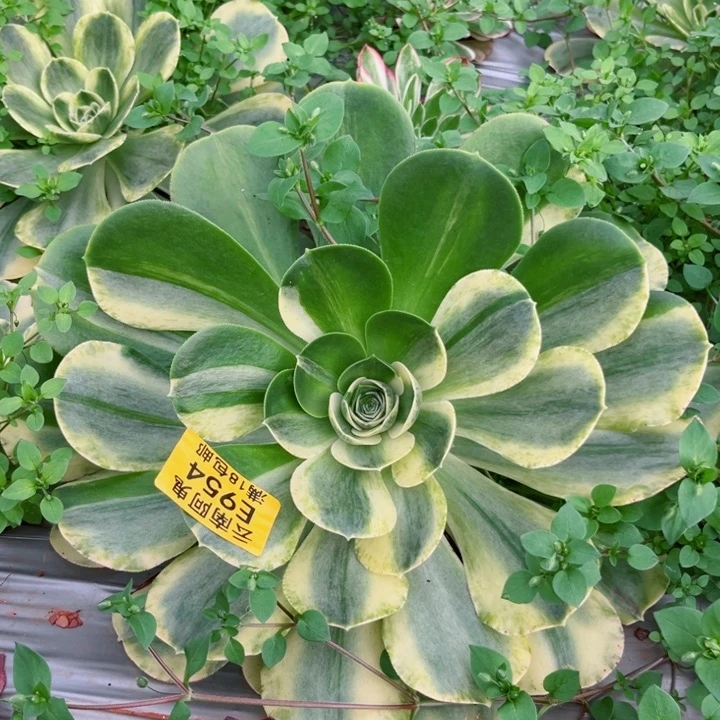 风**淡香炉盘白锦954多肉植物