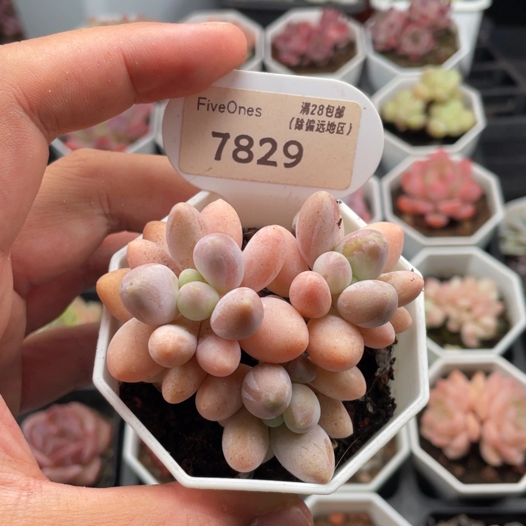 粉色恋人7829-6.5厘米