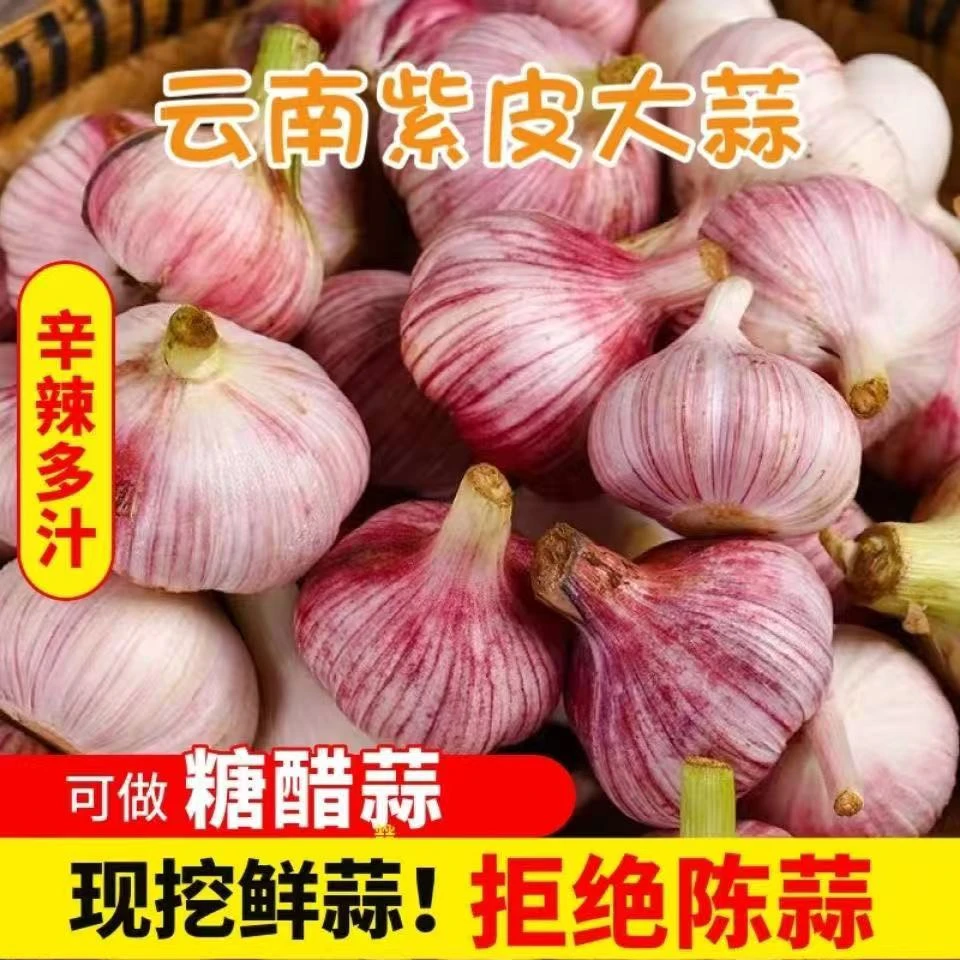 云南新鲜紫皮大蒜湿蒜嫩蒜新蒜泡蒜糖醋蒜腊八蒜现挖整箱2/3/5斤