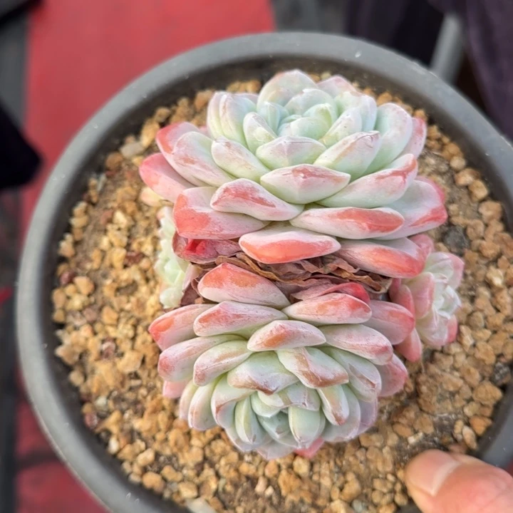 12厘米左右一物一拍的