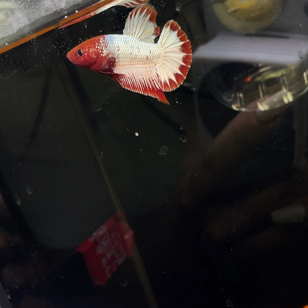 斗鱼fccp39红公鱼