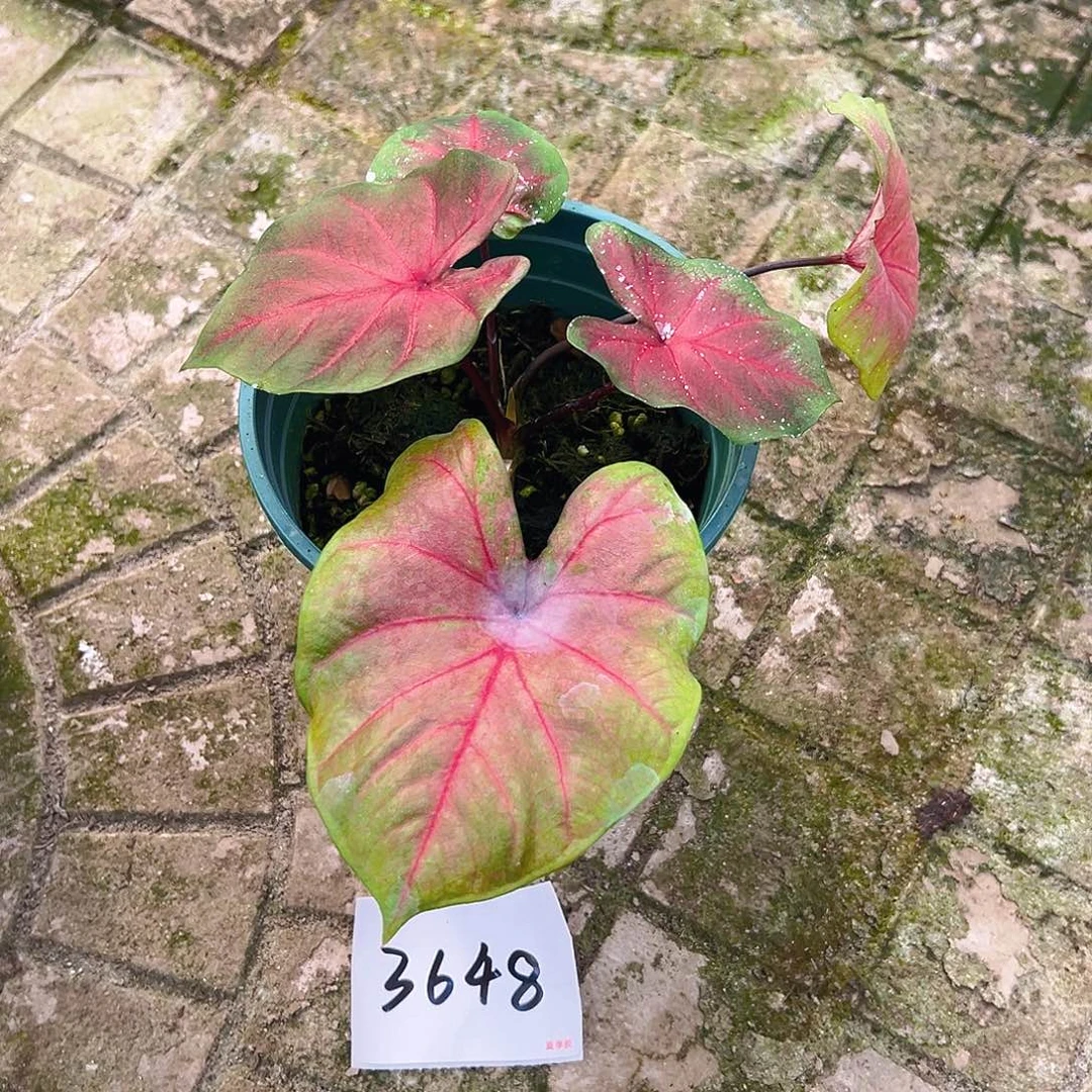 沐***哥完全开放一物一拍3648