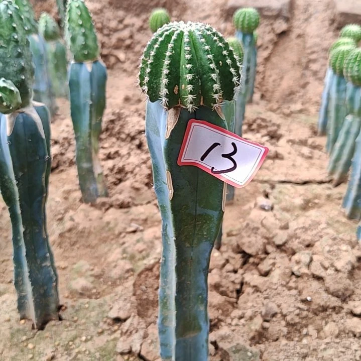 小油菜龙神木嫁接福13