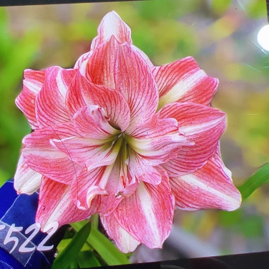 朱顶红F522开花球5cm左右