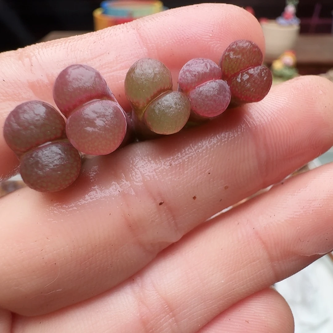 多肉植物福利风铃199