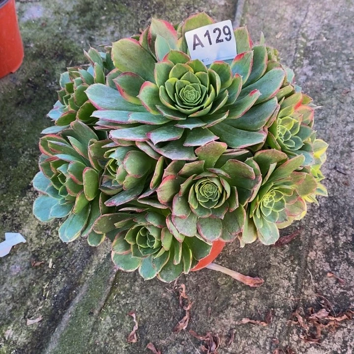 奶白锦多肉植物129