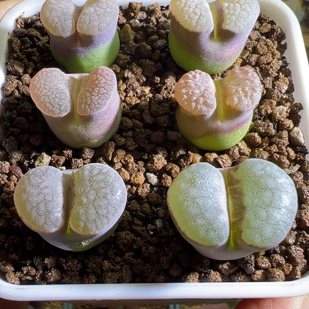 单棵30米。