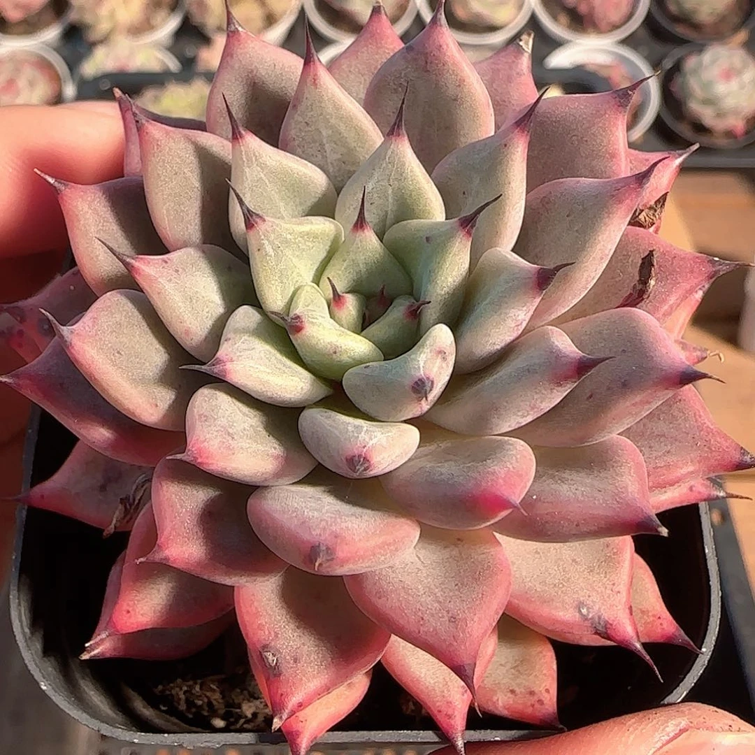 多肉1203-185黑爪